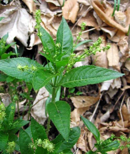 Mercurialis perennis / Mercorella bastarda